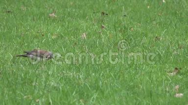画眉鸟在春天的小草中寻找食物