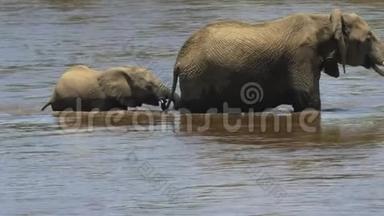 靠近一头<strong>小象</strong>和母亲穿过马拉河