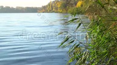 河岸上的日出。 右侧<strong>木墩</strong>和河面有芦苇的景观