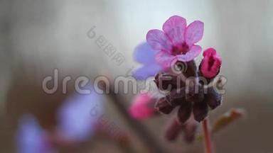 一朵粉红色的花和<strong>未被</strong>斑点的肺草的花蕾的宏观镜头，蒙昧在风中摇动，柔和的无影日