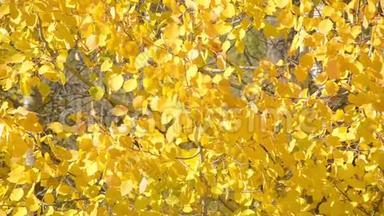 秋天的颜色在森林里，金色的叶子在树上。 黄色的叶子。 秋天的树叶。 秋天的色彩。