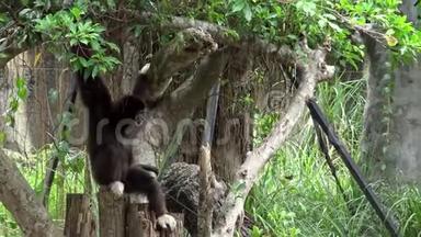 4K，拉吉本在<strong>动物园</strong>森林的树枝上休息。 捕获的Hyloates