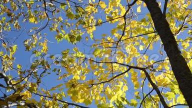 秋天的颜色在森林里，金色的叶子在树上。 黄色的叶子。 秋天的树叶。 秋天的色彩。