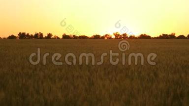 日落时美丽的麦田。 谷物收获在夏天成熟。 农业经营的概念.. 有机有机有机有机有机