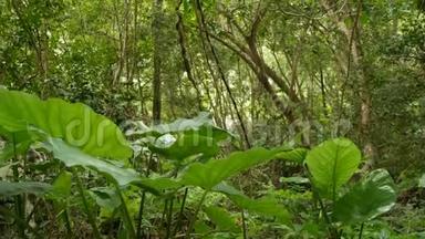 丛林中的绿色植物。 自然界晴天在树林中生长的各种热带绿色植物。 神奇的景色