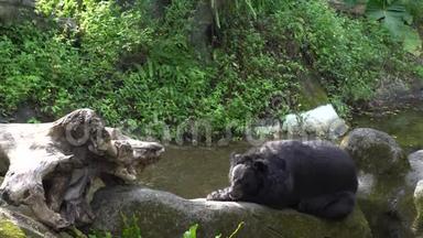 动物园一只成年福沙黑熊的4K躺在岩石上