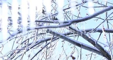 <strong>视频</strong>与融化冰柱和下降光泽滴在冻结的背景。 枫树，树枝上挂着晶莹的冰柱。