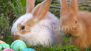 两个<strong>可爱</strong>的<strong>小兔子</strong>坐在复活节彩蛋旁边的草地上
