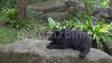 <strong>动物园</strong>一只成年福沙黑熊的4K躺在岩石上