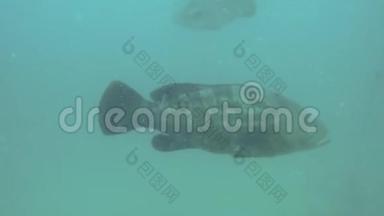 长牙石斑鱼