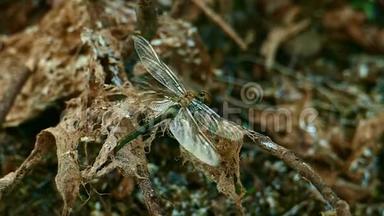 蜻蜓展翅，坐在枯干的老枝上