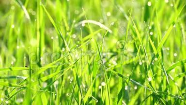 美丽的背景，绿色的夏季草与露水在日出。 <strong>沉稳</strong>清新，干净生态.. 4K