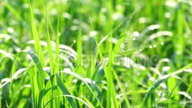 美丽的背景，绿色的<strong>夏季</strong>草与露水在日出。 沉稳<strong>清新</strong>，干净生态.. 4K