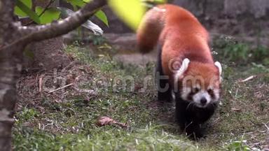 美丽的红熊猫穿过雨林。 自然野生动物