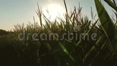 夏天的<strong>绿色</strong>玉米田。 玉米在明亮的阳光下开花。 农业企业。 明亮的<strong>光线</strong>使玉米开花