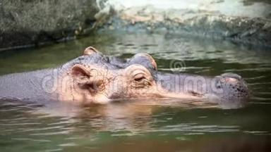 4K普通河马在动物园的湖水里洗澡。 河马游泳