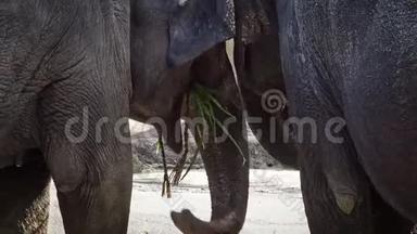 4K，两只没有象牙的亚洲大象正在吃草。 亚洲大象动物园