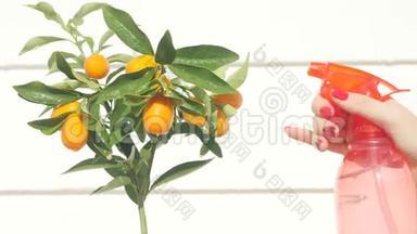 女人`手在浇金桔浆果和树叶