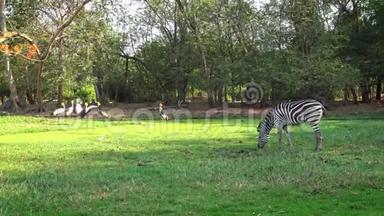 4K美丽的风景斑马在旅行野生动物园吃青草