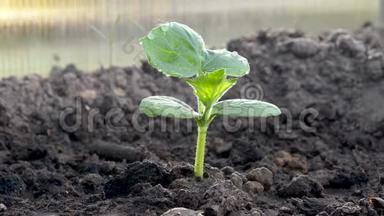在阳光下黄瓜在土壤中的<strong>小芽</strong>