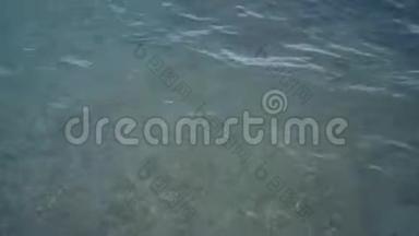 海水清澈。 许多水母在海水中脉动。