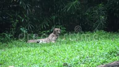 猎豹或猎豹躺在动物园的草地上