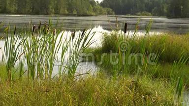 森林湖畔夏日闷热中午.. 绿芦苇在风中摇曳。 平静的夏日风景。 4K视频