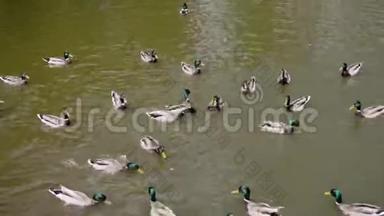 许多鸭子在靠近海岸的池塘里游泳，等待人们扔食物。 当人们投掷饲料鸟时，他们匆忙地比赛
