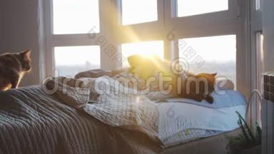 美丽快乐的黑发女人躺在床上，她的缅因猫醒来，伸展在她的房间。 期间