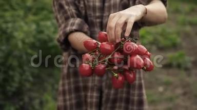 女人的双<strong>手</strong>握在成熟的樱桃番茄的<strong>手</strong>心，在夕阳的灯光下，在农场里滴着水珠。 夏日<strong>美食</strong>丰收，关门