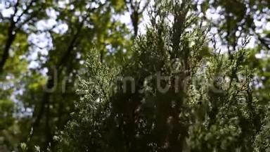 云杉或松树在阳光下的绿色刺枝。 美丽的绿色云杉在花园的夏季森林。 植物