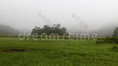 雾天早晨的绿草甸或草地上的一片，雾覆盖了丛林或雨林的大部分地区