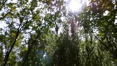 <strong>云杉</strong>或松树在阳光下的绿色刺枝。 美丽的绿色<strong>云杉</strong>在花园的夏季森林。 植物