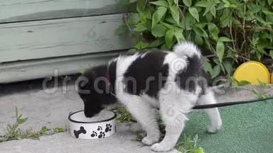 可爱有趣，小斑点小狗从碗里喝水