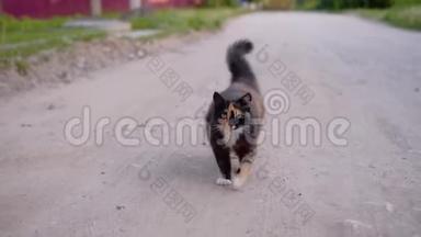 一只美丽的<strong>斑点</strong>猫，有着富有表现力的眼睛，正沿着马路走着，看着摄像机。 一种优雅的<strong>动物</strong>。 Fascinati