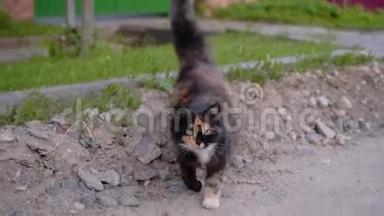 美丽的<strong>斑点</strong>猫故意跑在摄像机后面的土路上。 一种非常好的<strong>动物</strong>。 宠物。