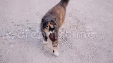 一只时髦漂亮的家猫转身直接<strong>跑到</strong>镜头前，清晰地看着镜头。 不错的镜头。