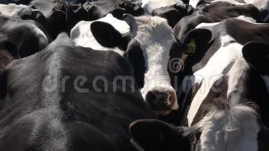 在维多利亚州的一个奶牛场里，奶牛正在等待挤奶