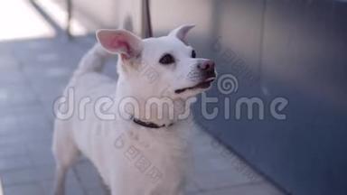 美丽的白狗舔舔嘴唇，被绑在商店附近，等待他的主人。 奇妙的动物。
