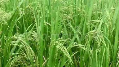 绿色<strong>稻田</strong>上的稻粒随风摆动. 新鲜和茂盛的<strong>稻田</strong>或种植园