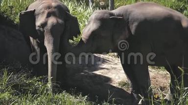 泰国丛林<strong>保护</strong>区的大型<strong>大象</strong>夫妇