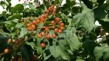 枝，有<strong>簇簇</strong>的振动浆果或在风中摆动的振动卵。 多汁的红色浆果，绿叶挂在上面。