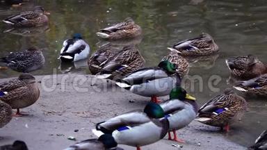 鸭子睡在水塘旁边。 城市生活中的鸟类