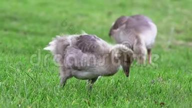 大雁一家人在湿地上散步