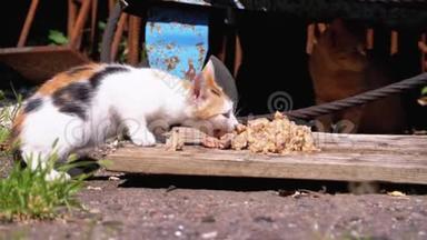 无家可归的野三色小猫在垃圾填埋场的街道上吃肉。 喂养<strong>流浪动物</strong>