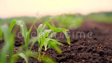 特写一株生机勃勃的绿色幼嫩玉米植株，幼苗上深褐色肥沃，湿润的土壤.. 玉米地，温暖的春日