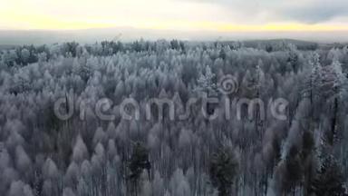 空气封闭：第一次阳光照耀槽冻结云杉树在冬季日出。 飞过一望无际的云杉树梢