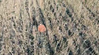 一大片庄稼枯死的田野，俯视着。 一个人走在田野上，手里拿着干燥的向日葵，看着它们。