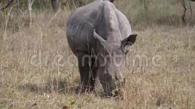非洲白犀牛在野生动物大草原的灌木丛中吃草的肖像
