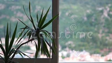 一个绿色的种植园立在窗边，背景模糊，动作缓慢
